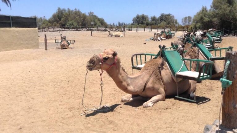 Maspalomas: E Scooter Chopper 2 Seat Optional Camel Tour Activity Overview