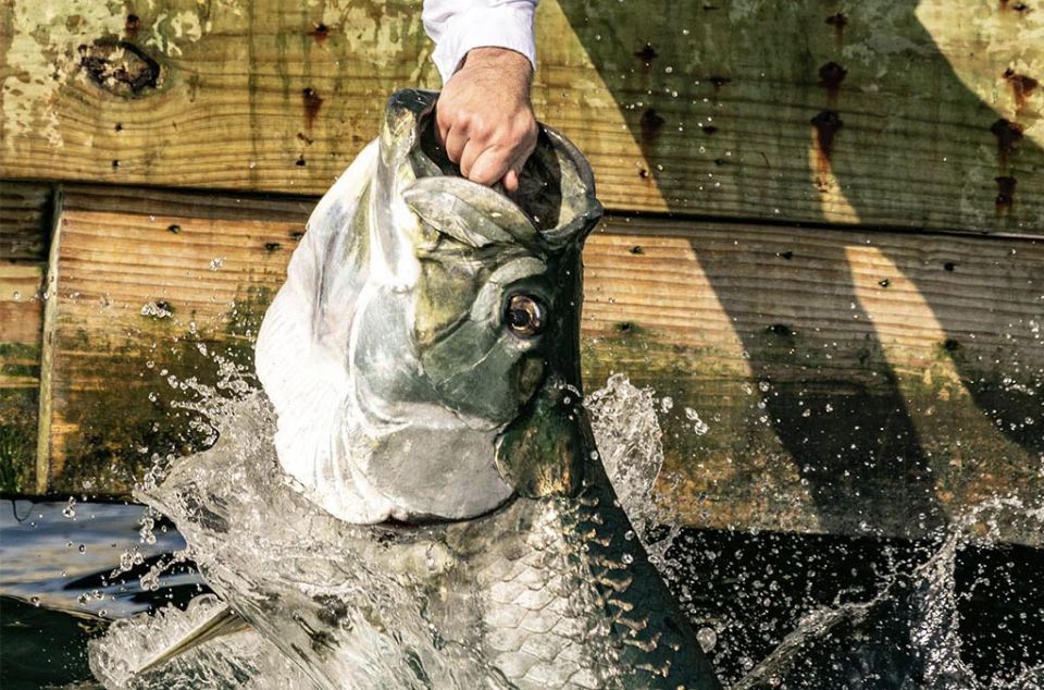 Miami: Giant Fish Feeding Experience - Booking Information