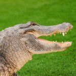 Miami: Wild Everglades Airboat Ride And Gator Encounters Activity Overview