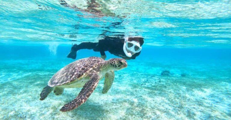 Miyako Island: Sea Turtle Snorkeling Tour Tour Overview