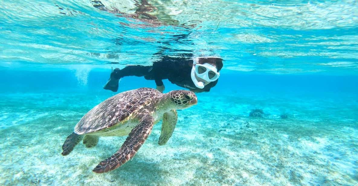 Miyako Island: Sea Turtle Snorkeling Tour - Tour Overview