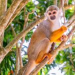 Monkeyland & Plantation Safari Full Day From Juan Dolio Tour Overview And Itinerary