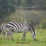 Multi Day Masai Mara Lake Nakuru Park Hellsgate Park Tour Tour Details