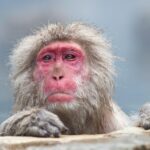 Nagano: Snow Monkeys, Zenkoji Temple & Sake Customized Trip Trip Overview