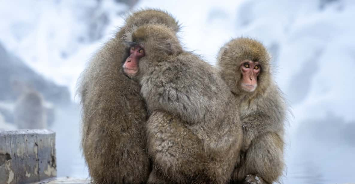 Nagano: Snow Monkeys, Zenkoji Temple - Discovering Shibu Onsen