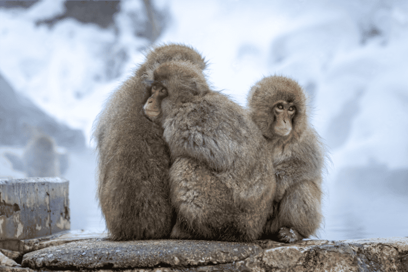 Nagano: Snow Monkeys, Zenkoji Temple - Visiting Zenko-ji Temple