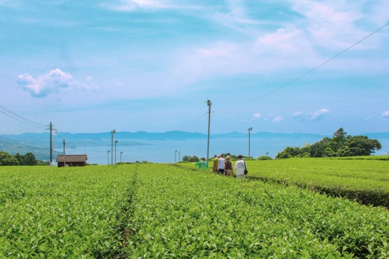 Nagasaki Tea Tour Review: A Flavorful Experience Tour Overview