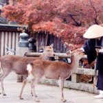 Nara Private Tour With English Speaking Driver Tour Overview And Pricing