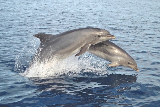 New Lagos Watching Dolphins And Benagil Cave With Biologists Boat Trip Details