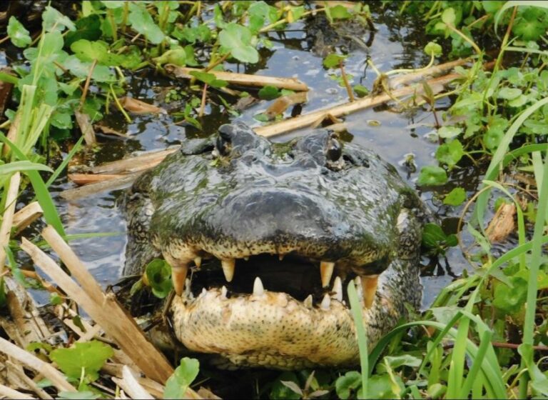 New Orleans: 10 Passenger Airboat Swamp Tour Tour Overview