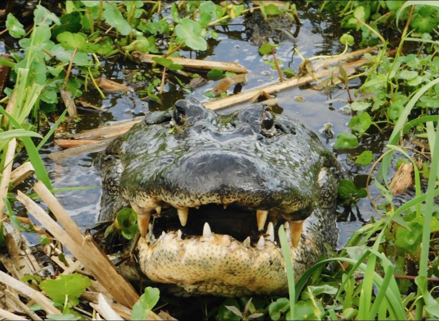 New Orleans: 10 Passenger Airboat Swamp Tour - Tour Overview