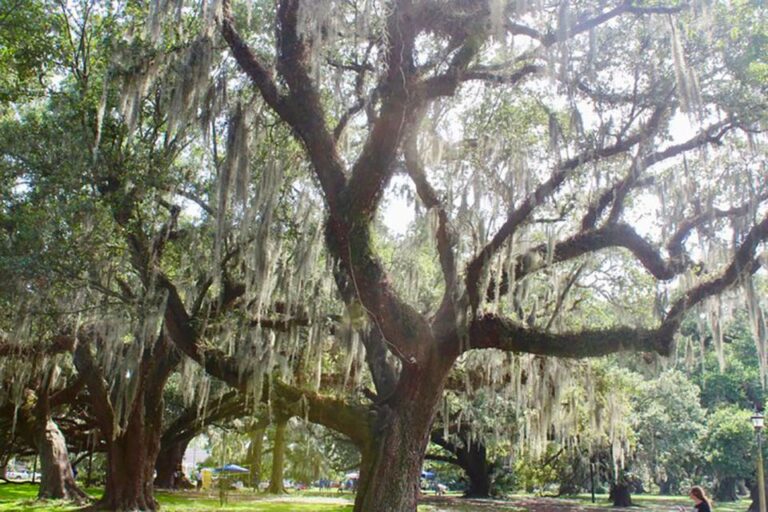 New Orleans: Scenic City Bike Tour Tour Overview