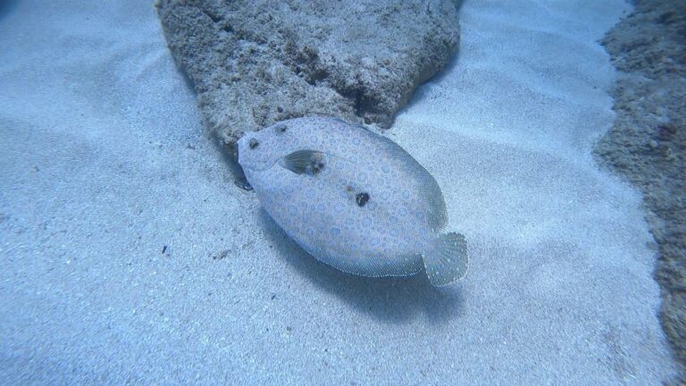 Oahu: Try Scuba Diving From Shore Overview Of The Experience