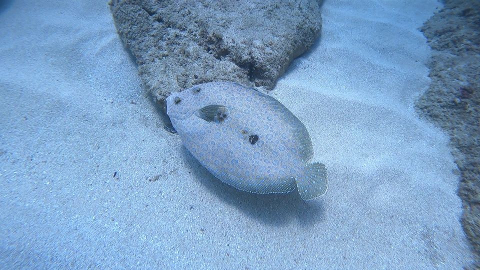 Oahu: Try Scuba Diving From Shore - Overview of the Experience