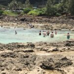 Oahu: Waimea Falls & North Shore Swim With Turtles Beach Day Tour Duration And Type