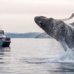 Orcas Island: Whale And Orca Guided Speedboat Tour Tour Overview