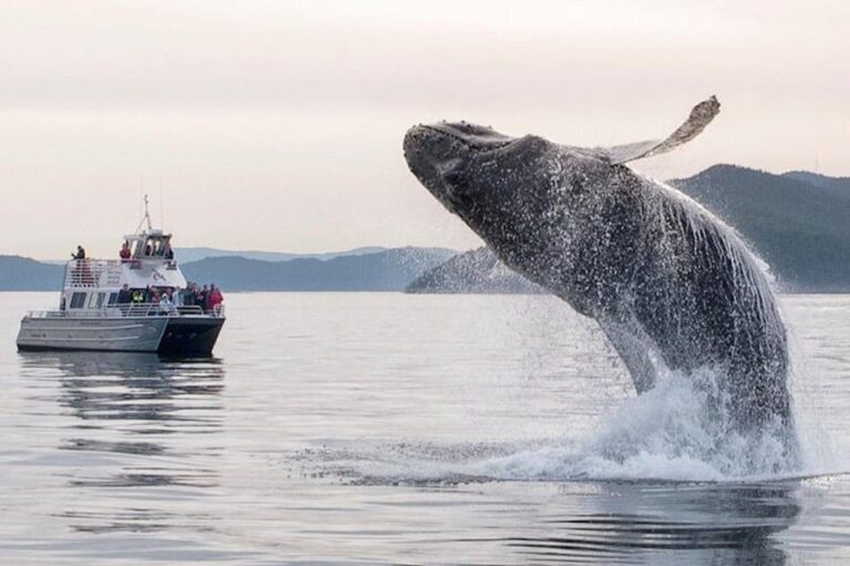 Orcas Island: Whale And Orca Guided Speedboat Tour Tour Overview