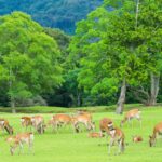 Osaka: Kyoto World Heritage & Nara Cute Deer 1 Day Bus Tour Tour Overview And Pricing