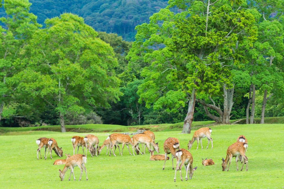 Osaka: Kyoto World Heritage & Nara Cute Deer 1-Day Bus Tour - Tour Overview and Pricing