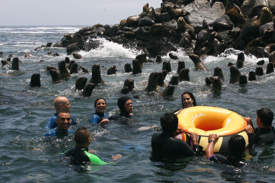 Palomino Islands Yacht Tour and Swim Alongside the Sea Lions - Tour Overview and Pricing