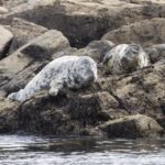 Penzance: Lands End Boat Tour With Wildlife Guides What To Expect On The Tour