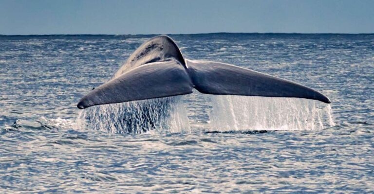 Pico Island: Whale Watching Boat Tour With Biologist Guides Tour Overview