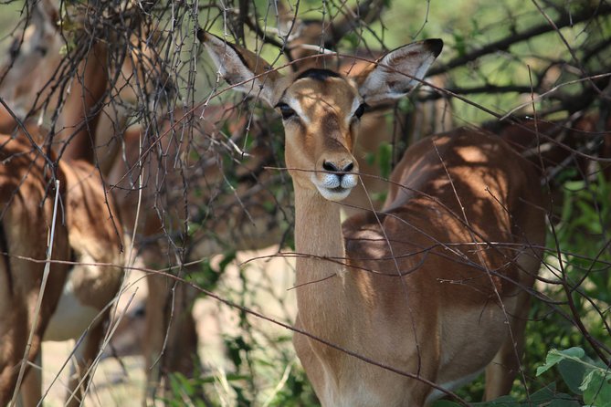 Pilanesberg National Park Full Day Safari From Johannesburg Tour Overview