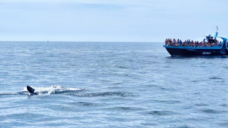 Portimão: Benagil Caves & Dolphins Watching With Biologist Activity Details