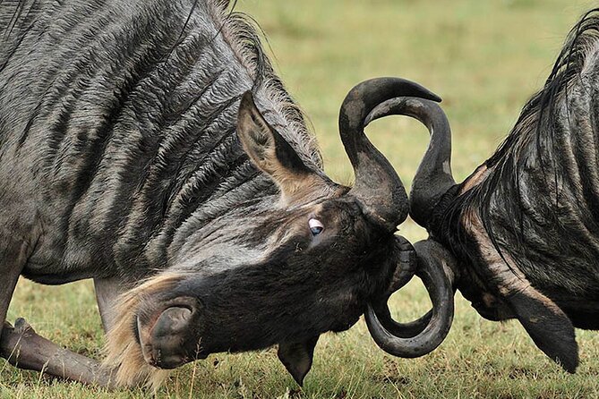 Private 6-Day Great Migration Ndutu Serengeti Safari Tour - Overview of the Tour