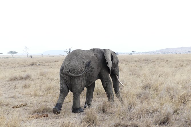 Private 6-Day Tarangire Manyara Crater and Serengeti With Mid-Range Lodges - Overview of the Safari