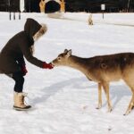 Private Day Tour To Wildlife Parc Omega And Montebello Lodge From Montreal Explore Omega Park