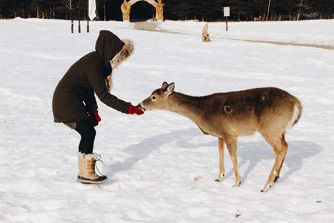 Private Day Tour To Wildlife Parc Omega And Montebello Lodge From Montreal Explore Omega Park