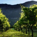 Private Tour To Konavle Valley With Wine Tasting Tour Overview