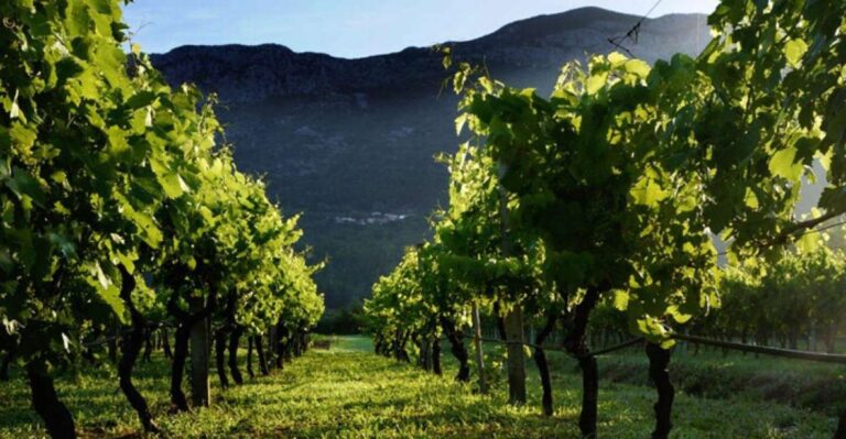 Private Tour To Konavle Valley With Wine Tasting Tour Overview