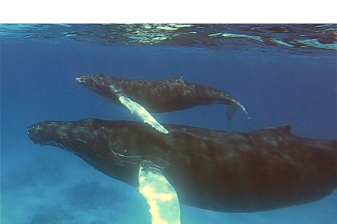 Private Whale Watching Charter (grand Turk) Inclusions