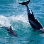 Reykjavik: Whale Watching Tour By Fast Catamaran Tour Details