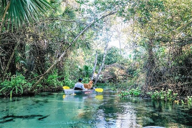 Rock Springs 2-Hour Glass Bottom Guided Kayak Eco Tour - Tour Overview