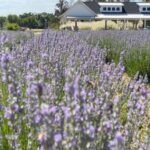 Sacramento: Capay Valley Farm Tour With Lunch & Wine Tour Overview