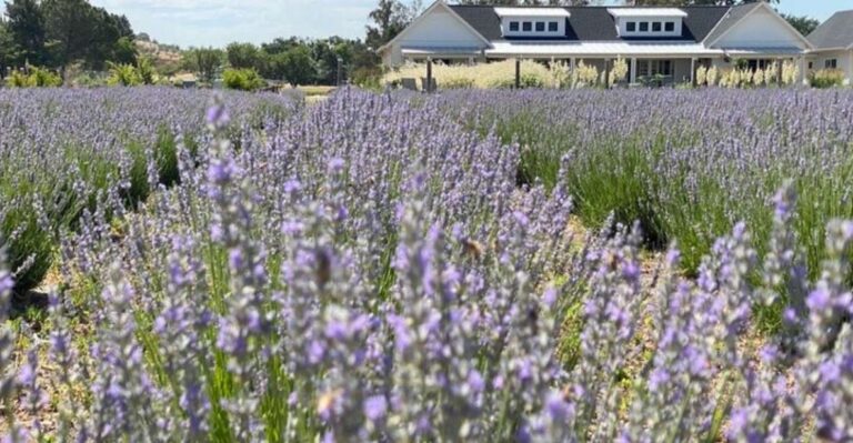 Sacramento: Capay Valley Farm Tour With Lunch & Wine Tour Overview