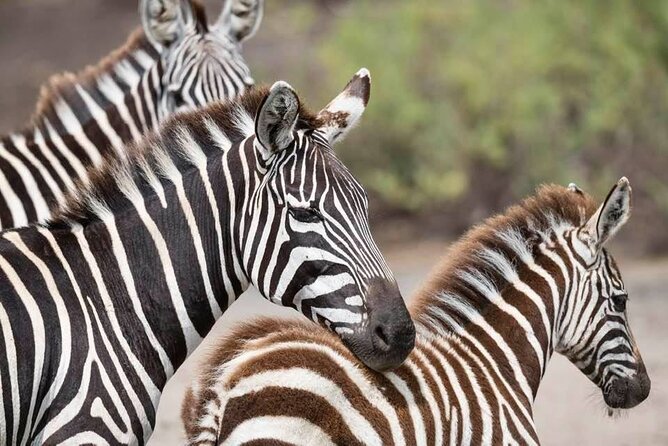 Safari Serengeti And Ngorongoro - Ngorongoro Crater Exploration