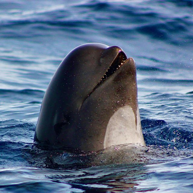 Sagres: Wildlife Tour Dolphins and Caves - Tour Overview