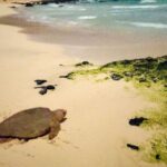 Sal Island: Sea Turtle Experience From Santa Maria Overview