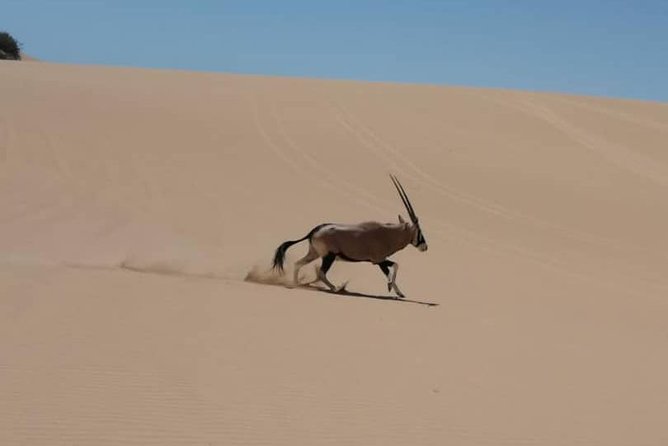 Sandwich Harbour 4x4 Guided Tours.Join Us for an Awe Inspiring Adventure. - Exploring the Namib-Naukluft National Park