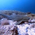 Scuba Diving Trips To Dimaniyat Islands Activity Overview