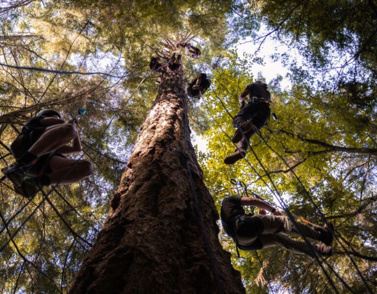 Silver Falls State Park: Tree Climbing Sunset Tour Inclusions And Exclusions