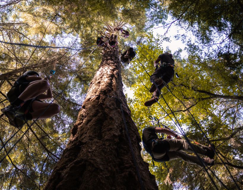 Silver Falls State Park: Tree Climbing Sunset Tour - Inclusions and Exclusions