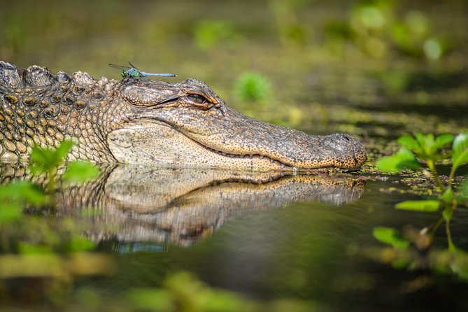 Small-Group Manchac Swamp Kayak Tour With Local Guide - Wildlife and Scenery