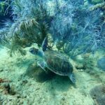 Snorkeling Adventure In Aguadilla Encountering Marine Life