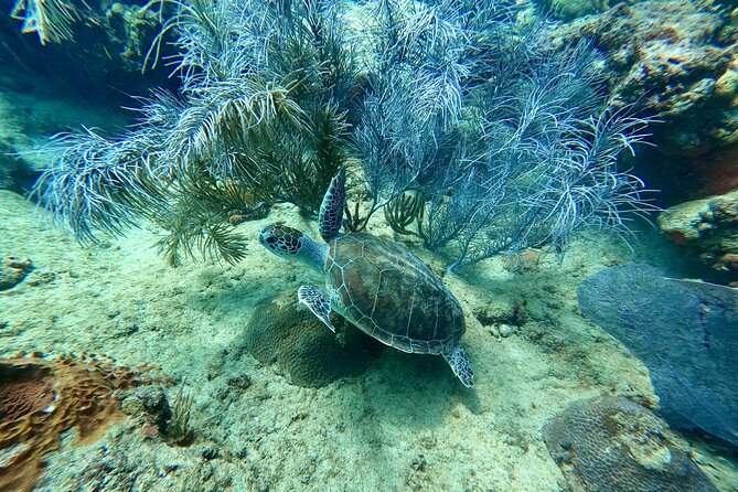 Snorkeling Adventure in Aguadilla - Encountering Marine Life