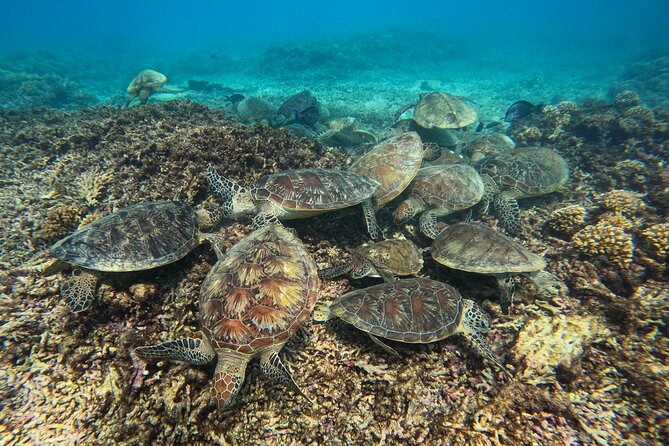 Snorkeling Adventure to Daymaniat Islands - Overview of the Adventure